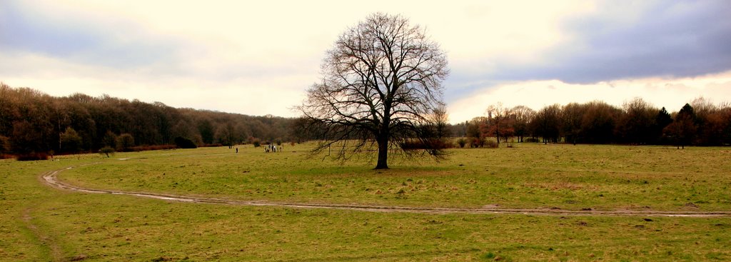 Auf der alten Bult (Pferde-Rennstrecke) by antonzeier