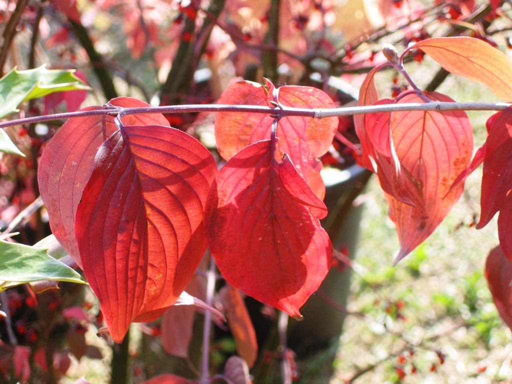 Colori d'Autunno by brunoallegretti