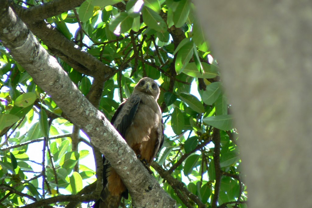 Yellow-billed Kite by bgrigg556