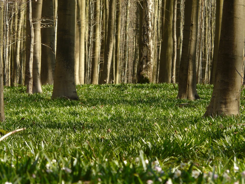 Au bois de Hal by Rudy Pické