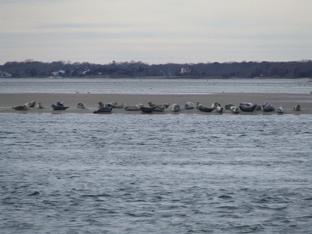 Cupsague Seals by Maximilian Christ