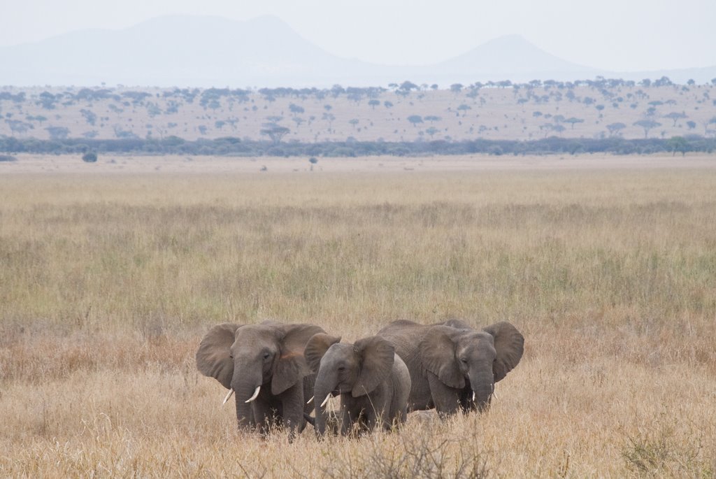 Des éléphants au parc du TAN by François FAISANS