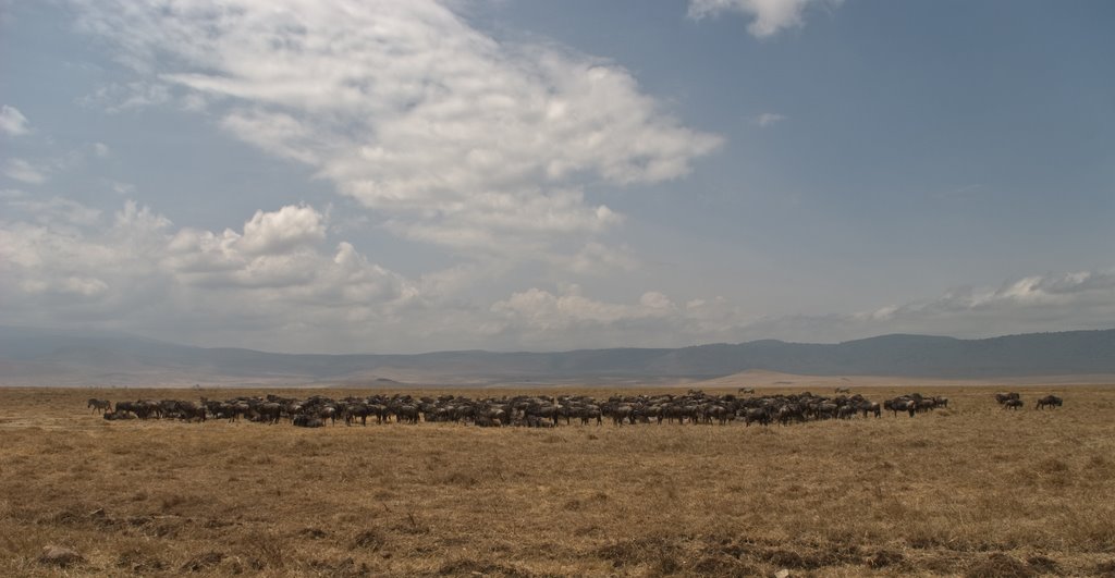 Troupeau de GNOUS au NGORONGORO by François FAISANS