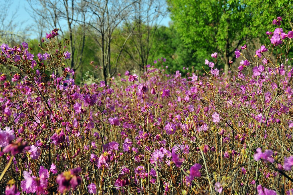 Depth of purple by crokey