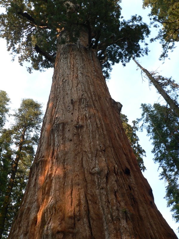 Giant Sequoia by Tap Tap Photo