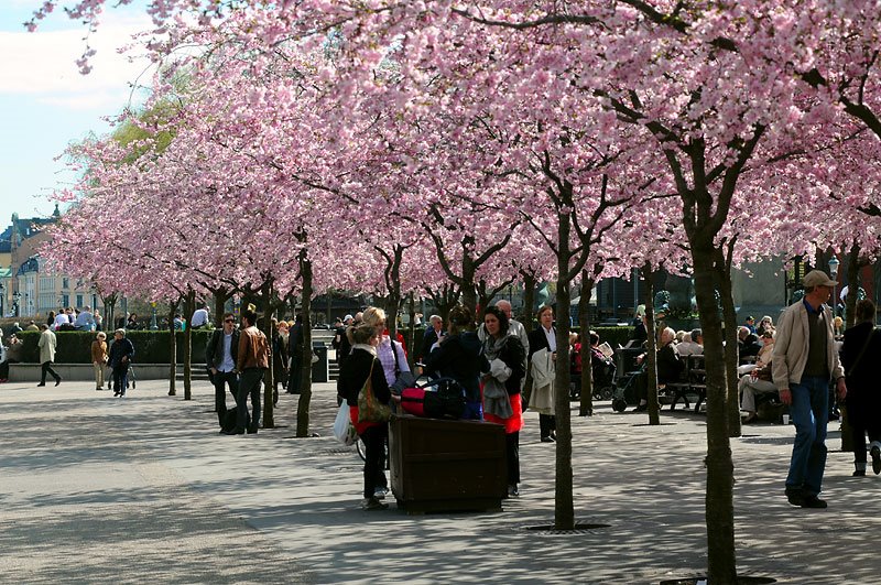 Stockholm city park by Jerry  MagnuM Porsbjer