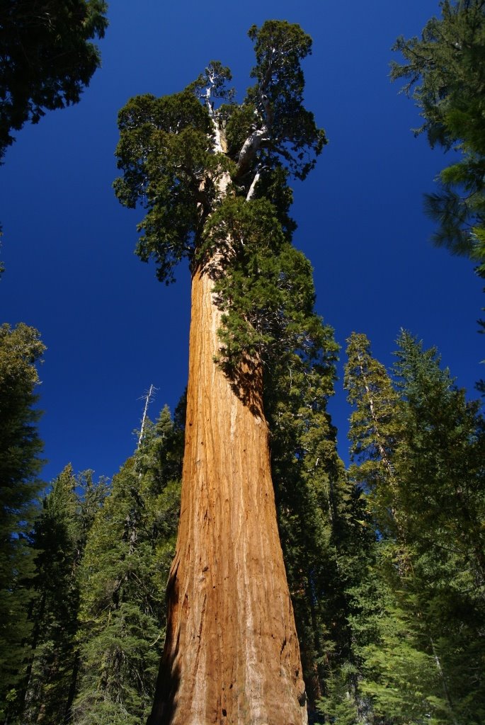 The General Grant Tree by TAKAO MORITA