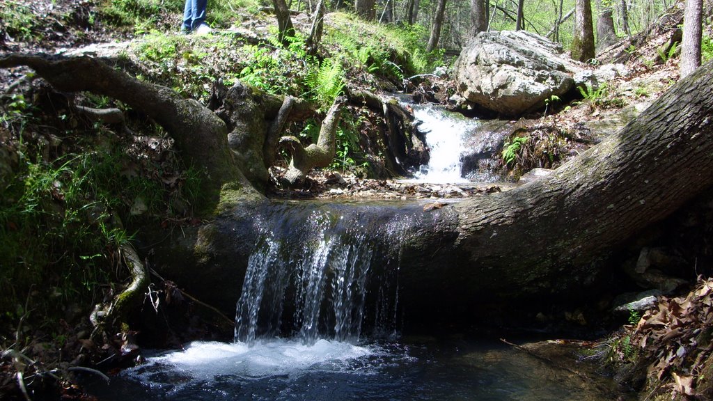 Creek At Lake Catherine by Doug Wilhite