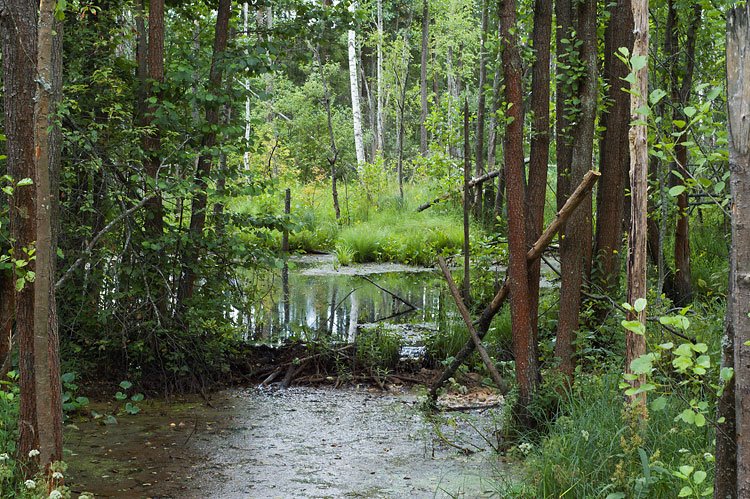 Small Ushma River. Beaver Dam. by Lev Trusov