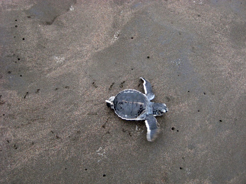 Playa Tortuguero by carlitopolis