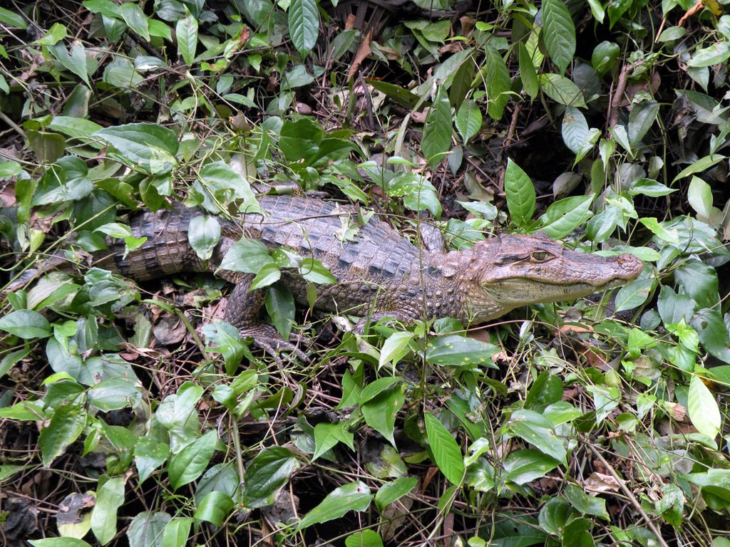 Parque Nacional Tortuguero by carlitopolis