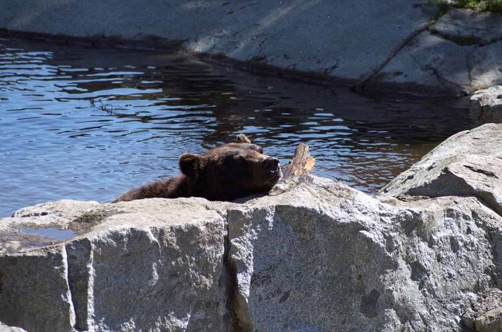 Bear in grouse mountain2 by magabri75