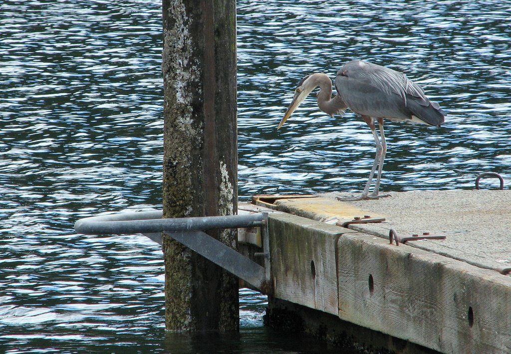 Blue Heron on the Plumper Cove Park dock by Nawitka