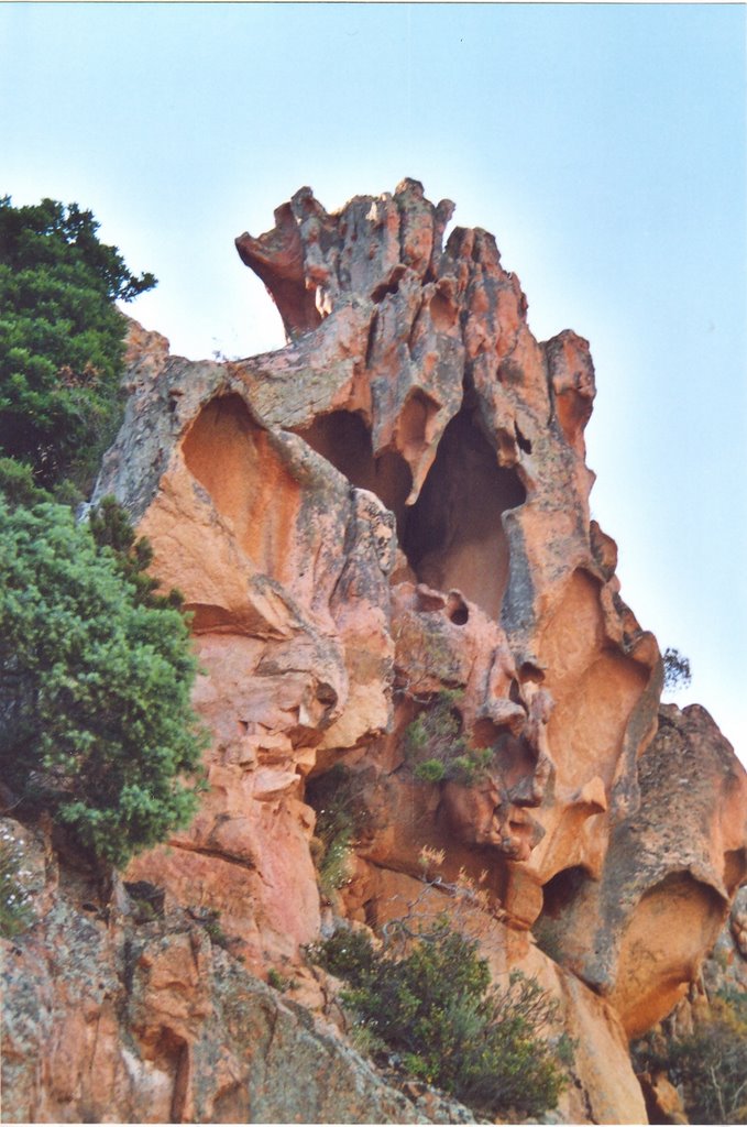 Dentelles naturelles by Bernard DUPONT