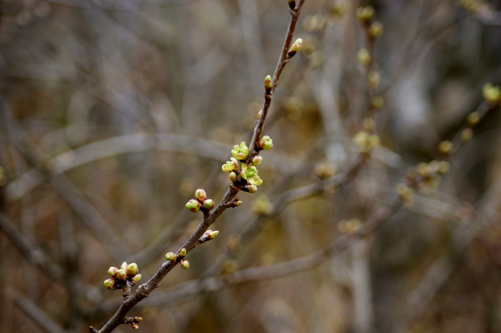 Die Knospen warten auf die ersten Sonnenstrahlen, dann springen sie auf by wolfbam