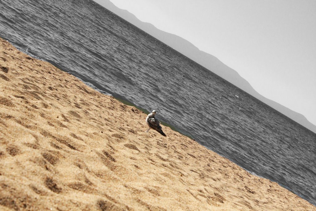 Black & white Tahoe lake, bird, sand.. by Nikita Sushko