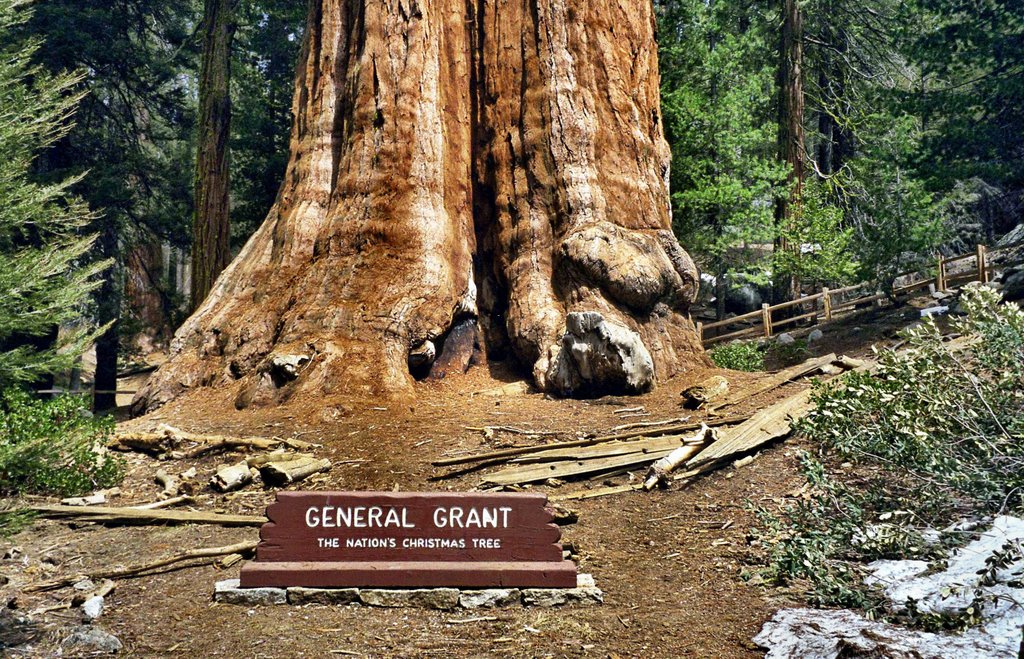 USA - Kings Canyon NP - General Grant Giant Sequoia by Wolfgang Spillner