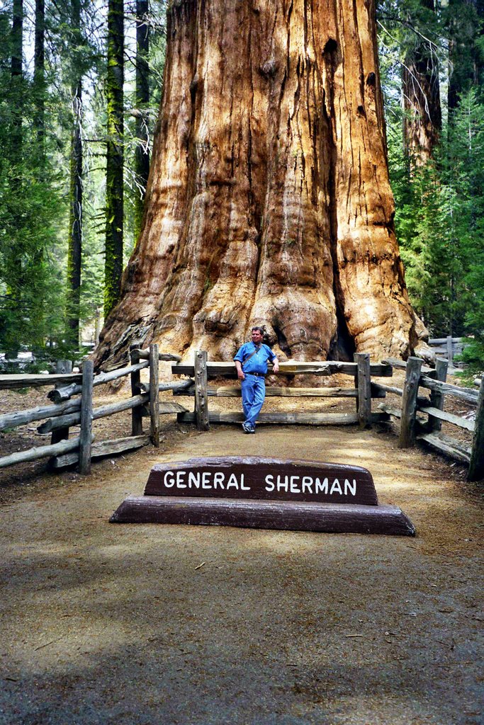 USA - Sequoia NP - General Sherman by Wolfgang Spillner