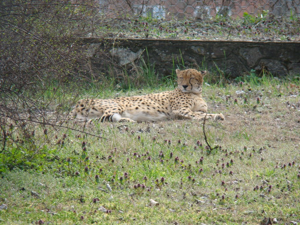 Osijek zoo by toldini1