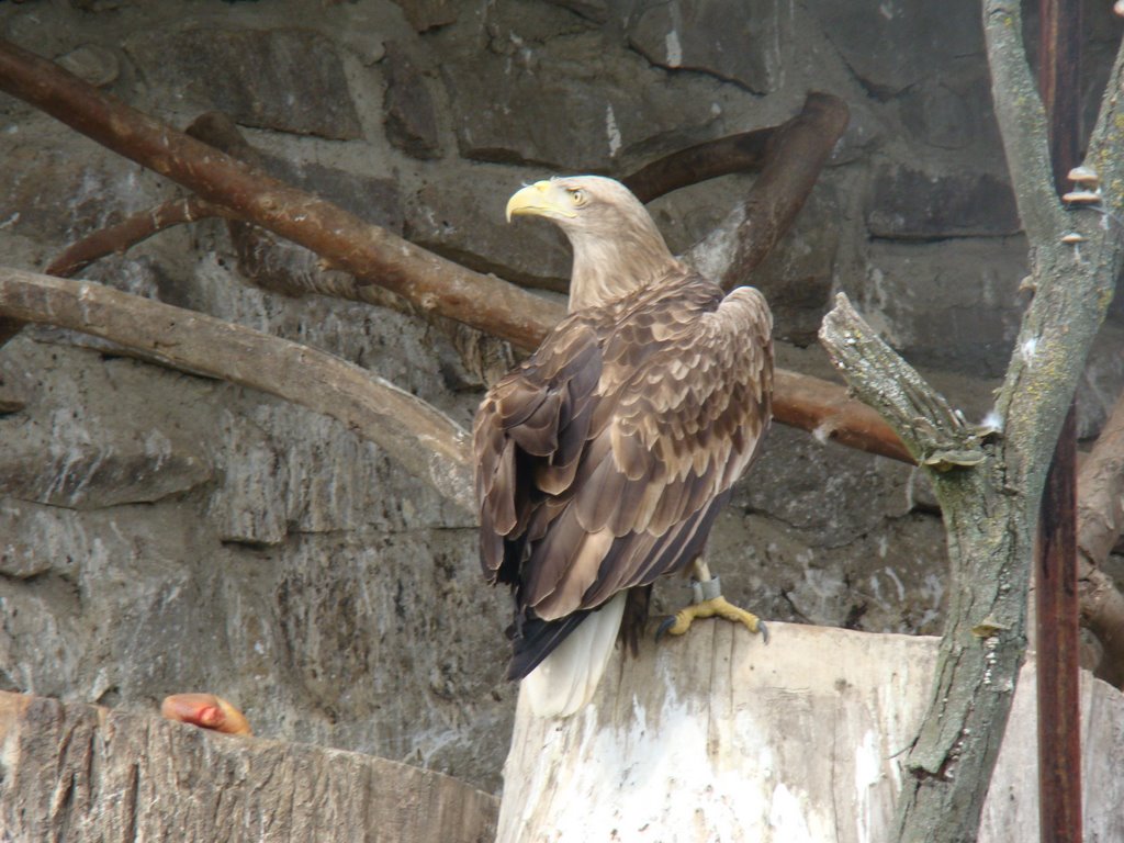 Osijek zoo by toldini1