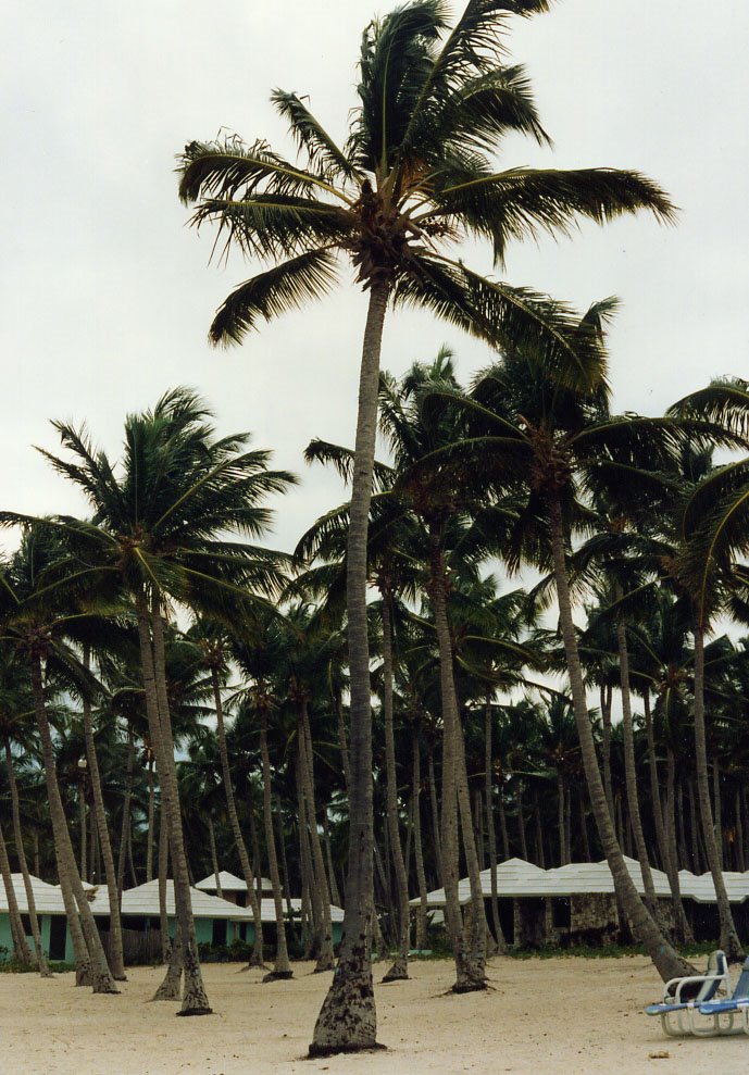 Punta Cana Beach Ressort 1992 by hammond-alex