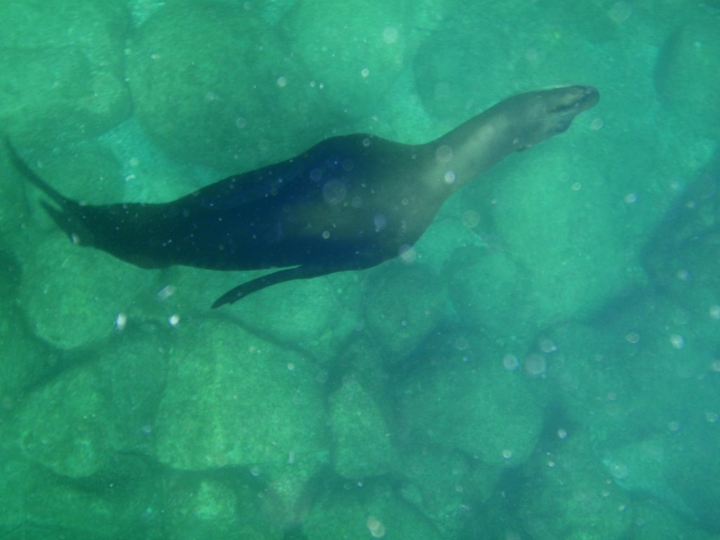 LPL - Los Islotes playing with sea lions by Lorri Peltz-Lewis