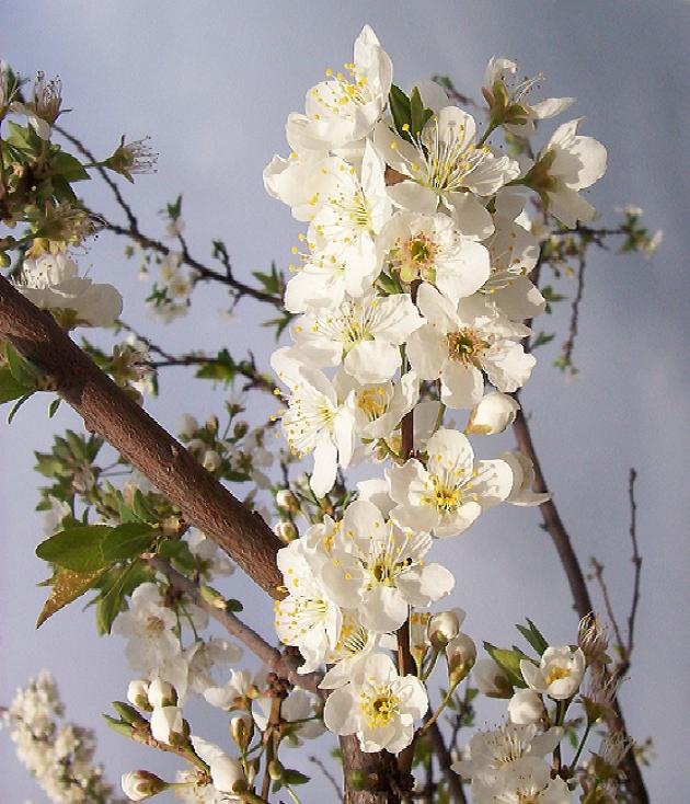 Almendro en Flor by "Al Malaqí"