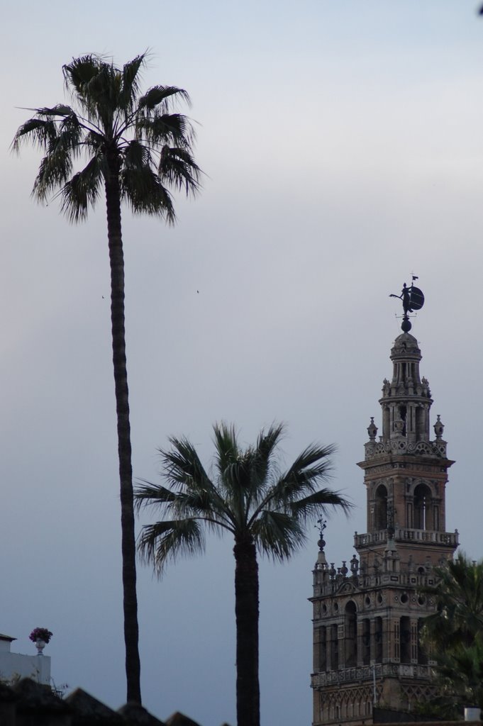 Palmeras y Giralda by ayza