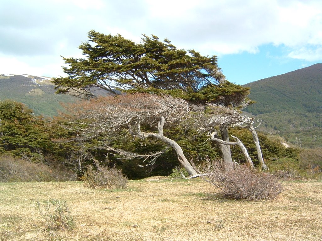 Arboles, Puerto Williams by Olivier Vuigner