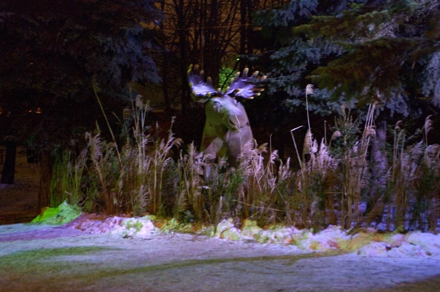 Лось "скрывается" в кустах / The elk "disappears" in bushes (30/12/2008) by Dmitry A.Shchukin