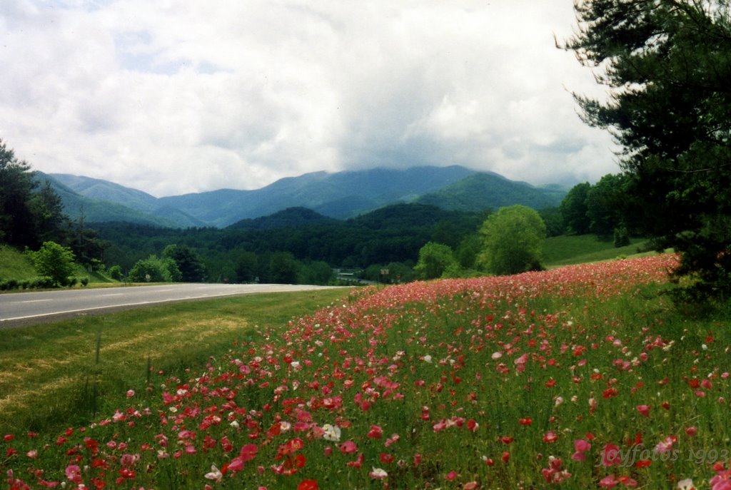 NC Roadside Beautification Project by joyfotos