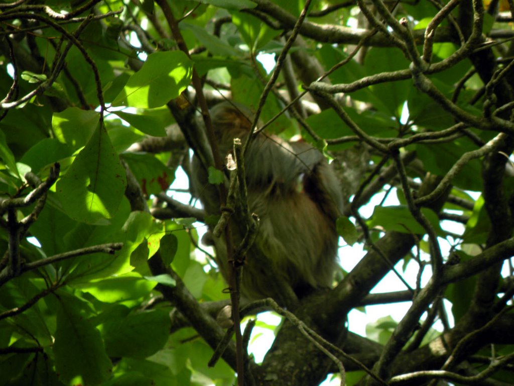 Parque Nacional Manuel Antonio by carlitopolis