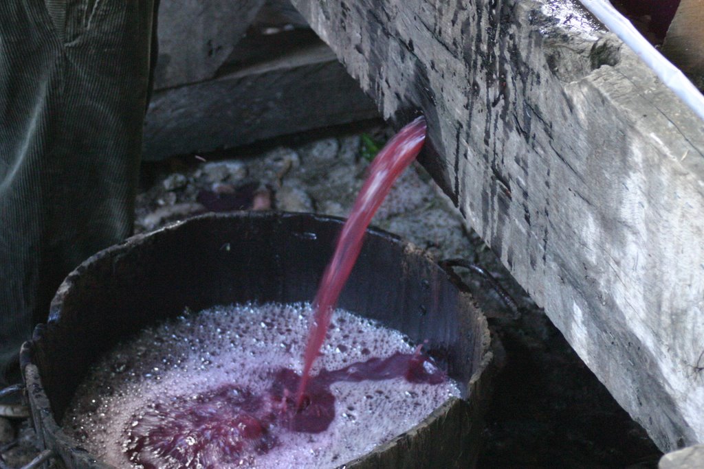 Vendanges à l'ancienne Bruniquel by Brunehaut