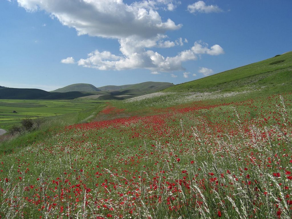 Castelluccio - Fioritura red&brown by Francesco Alfonzi