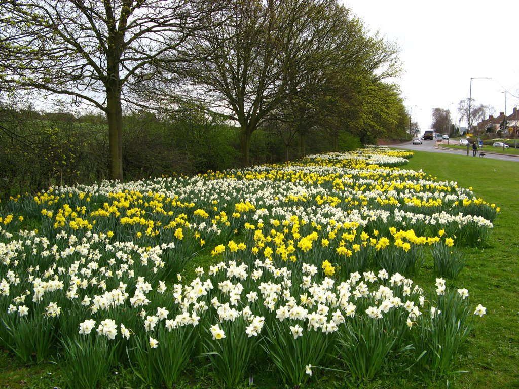 Daffs on the A449 Lookin towards kingswinford by john smart