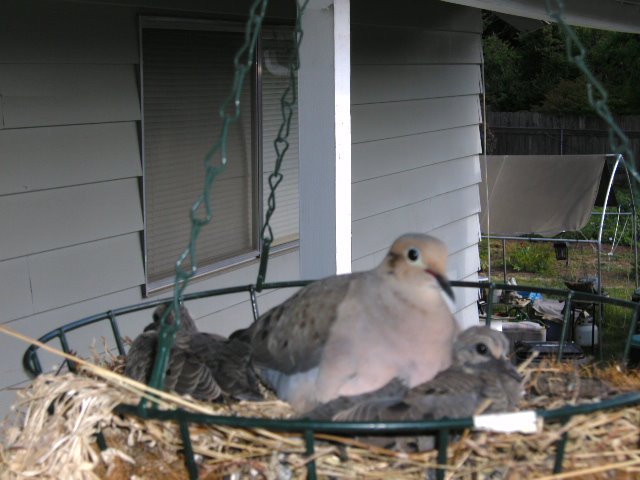 Setting up house in my hanging plant (LJ) by lee james