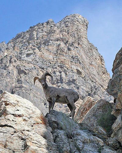 Big Horn Sheep - Squaw Peak by Richard Crookston