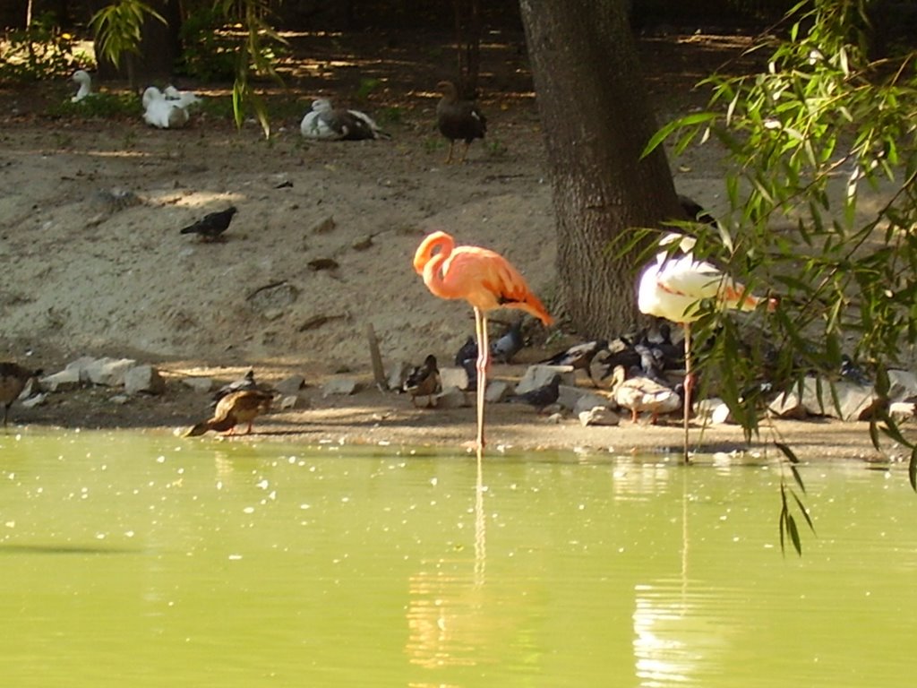 Kyiv, zoo by Dmiman