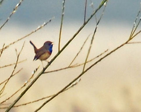 Auf der roten Liste der gefährdeten Tierarten: das Blaukehlchen. Aufgenommen 31.03.2009 in Haselau an der Elbe by Juliane Herrmann