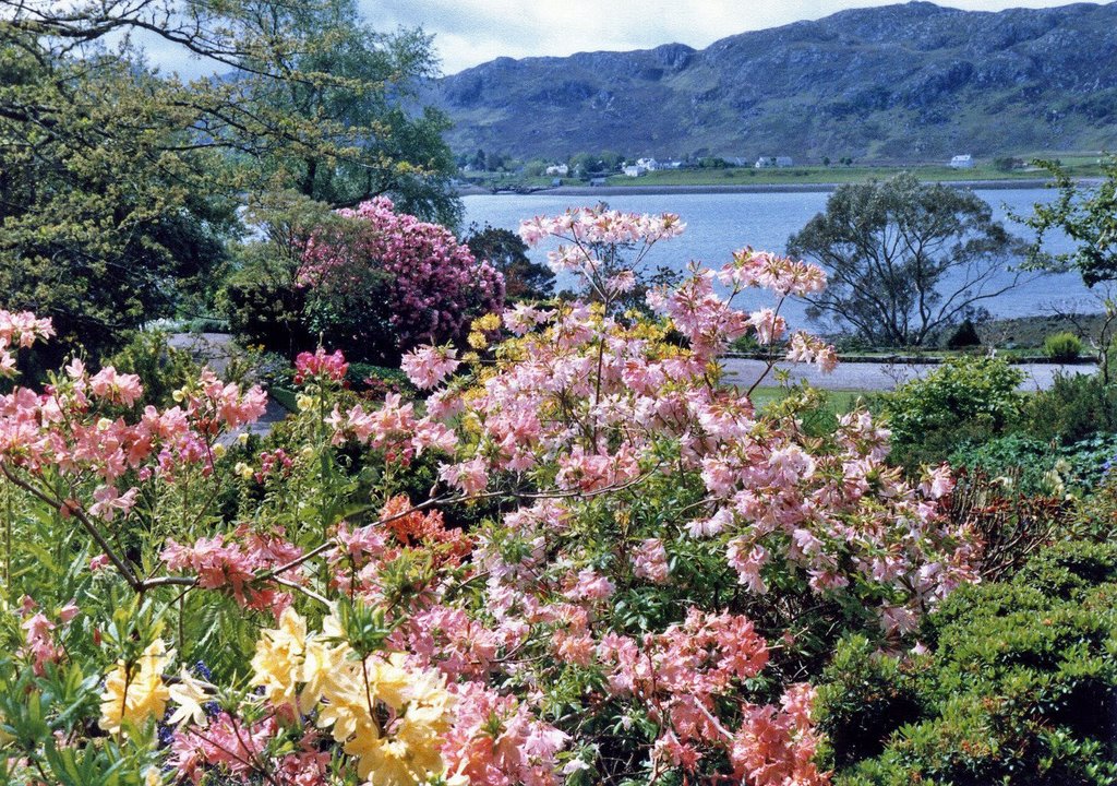 Blossom at Inverewe by tonyoy