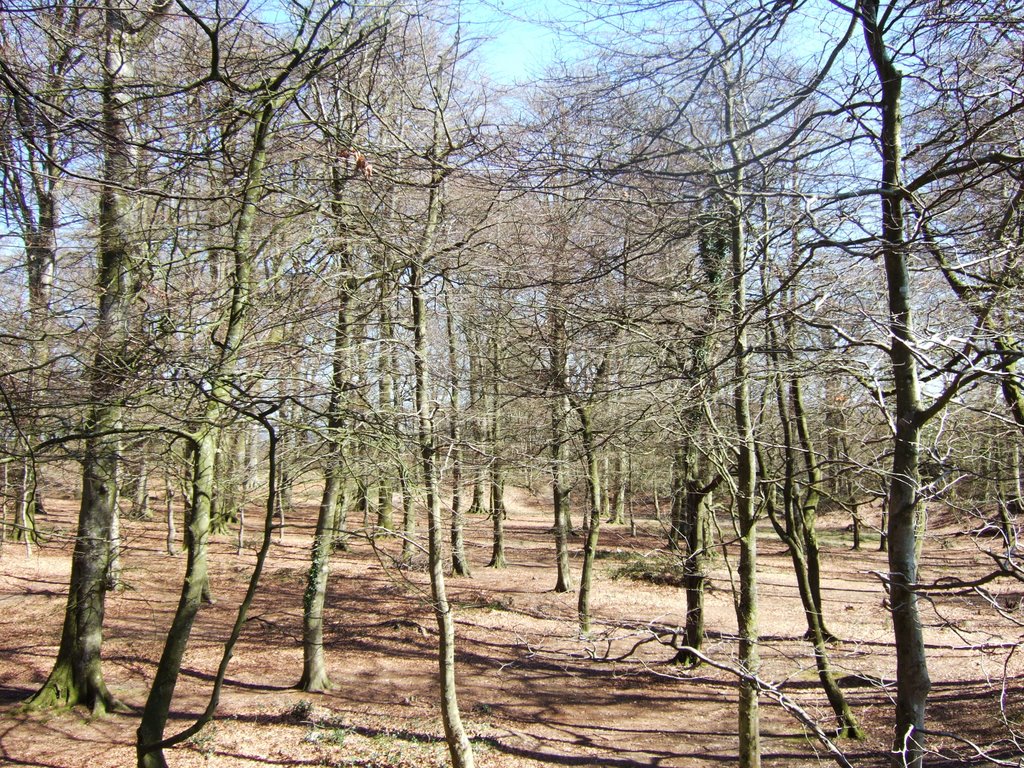 Woodbury Castle Late March 09 by G.P.RANDALL