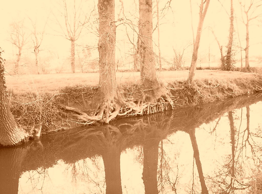 Liffré, rivière Chèvre river - roots by Jaune from BZH