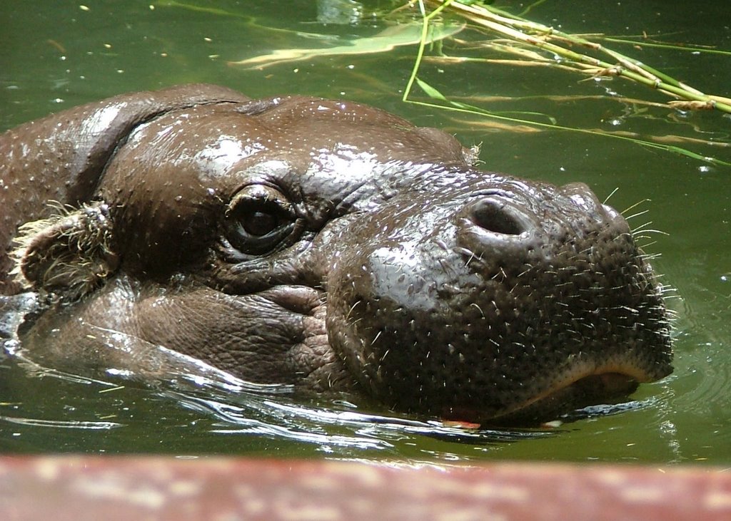 Bristol Zoo by places2visit