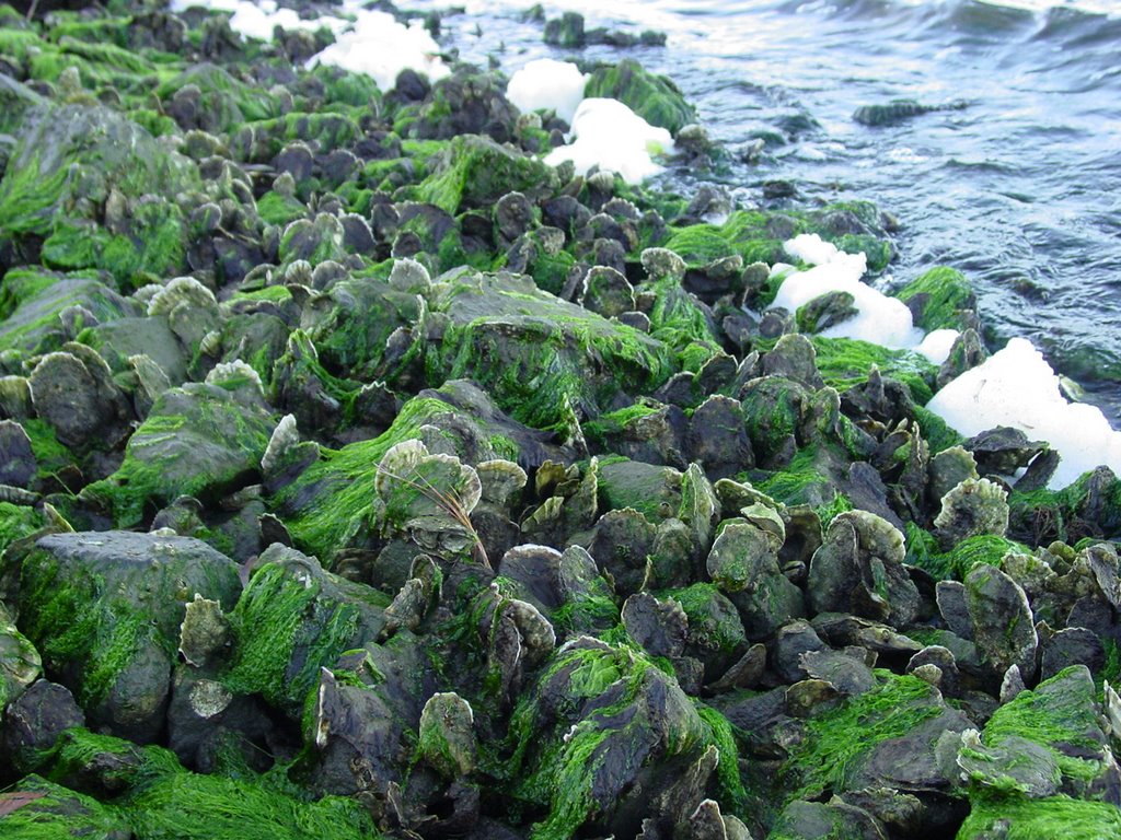 Oysters on the shore by keith heist