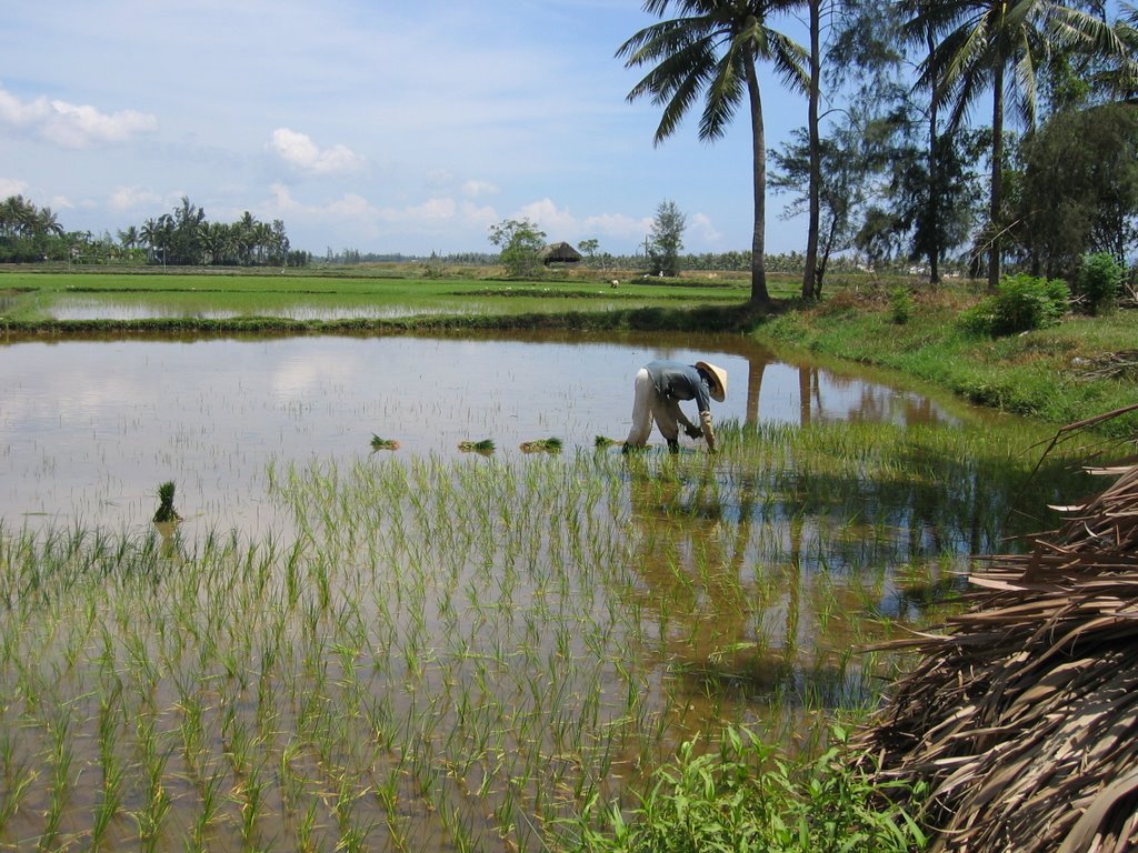 Sowing rice plants, Hoi An by Per Lindberg