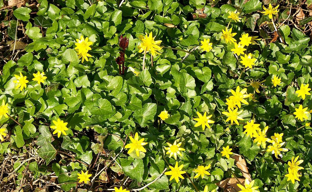 Lente 2009, eerste speenkruid (Ranunculus ficaria subsp. bulbilifer) by © Jos Van de Velde