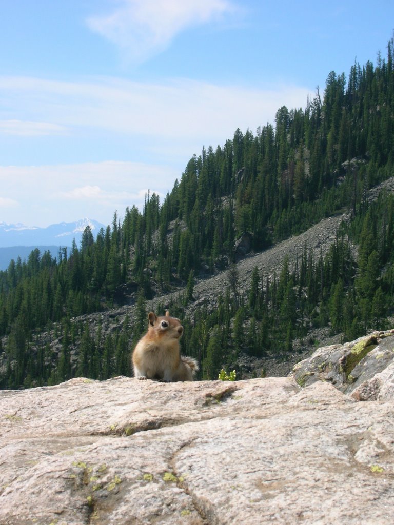 Inspired Squirrel by dapy87