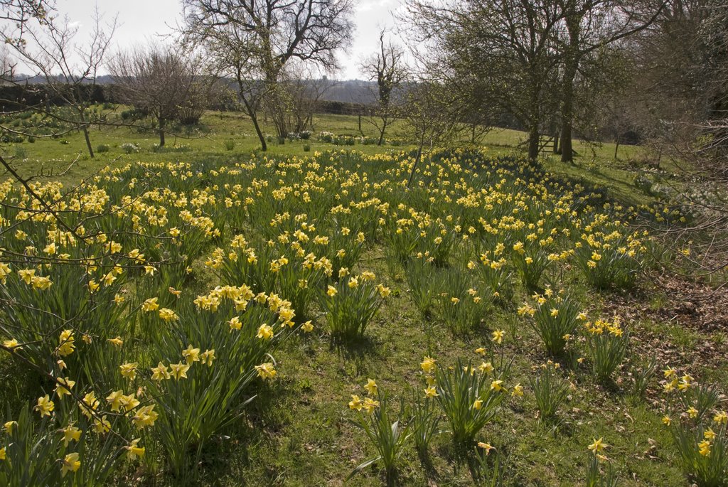 Daffodils at Great Dixtor, East Sussex by Tim Hoare