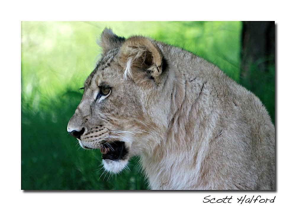 Lion cub (OKC Zoo) by Scott Halford