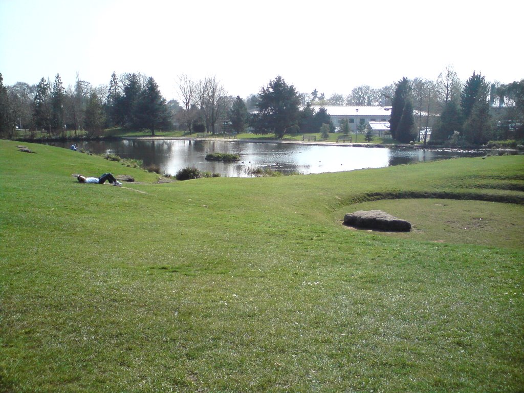 University of Bath Ducks by Darran Russell